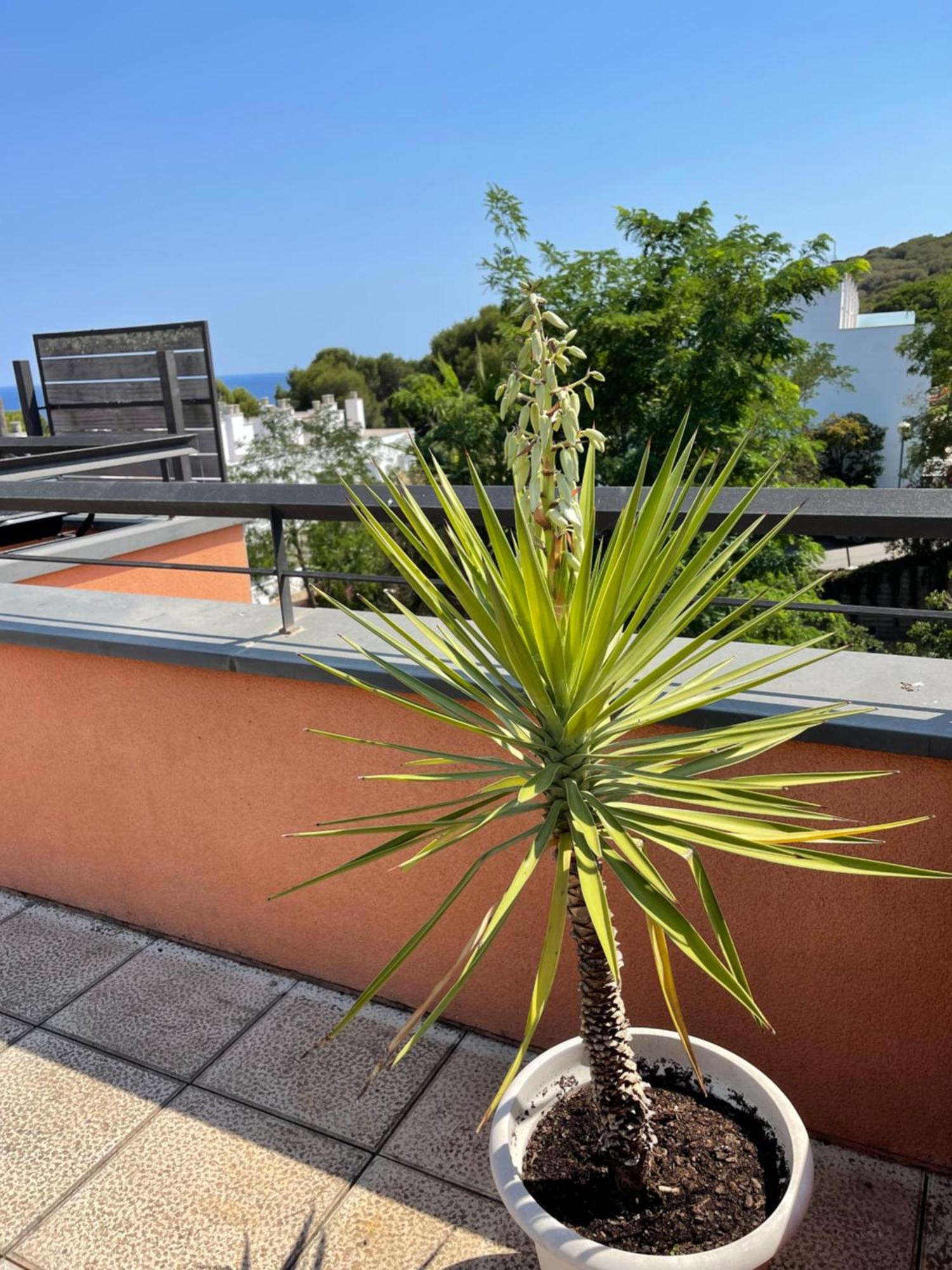 Sunny Apartment Sa Boadella Big Solarium Sea View Lloret de Mar Exterior foto